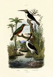 Jabiru, 1833-39